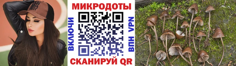 Псилоцибиновые грибы Psilocybine cubensis  Кочубеевское 